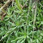 Saxifraga hostii Leaf