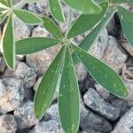 Crotalaria pallida Leaf