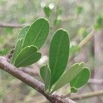 Bursaria spinosa Foglia