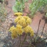 Nidorella spartioides Floro