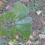 Quercus marilandica Hoja