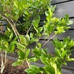 Ligustrum japonicumBlatt