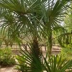 Trachycarpus fortuneiBlatt