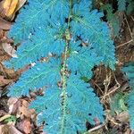 Selaginella willdenowii Други