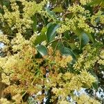 Ligustrum lucidum花