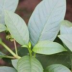 Phytolacca americana Blatt