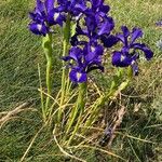 Iris latifolia Habit