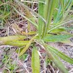 Pterocaulon virgatum Leaf