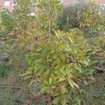 Photinia serratifolia Leaf