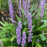 Liriope muscari 花