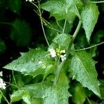 Arabidopsis cebennensis Blomst