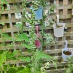 Chenopodium ficifoliumFrukt