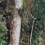 Tillandsia fasciculata Levél