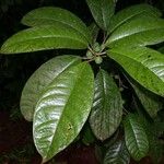 Ficus maxima Leaf