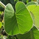 Ipomoea spathulata Leaf