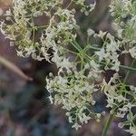 Galium album花