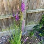 Linaria purpureaFlower