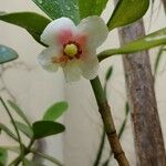 Clusia minor 花