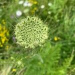 Daucus carotaCvet