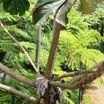 Cecropia schreberiana Corteza