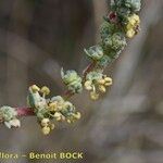 Bassia prostrata その他の提案