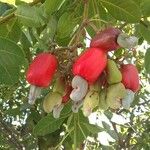 Anacardium occidentale Φρούτο