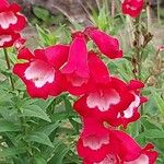 Penstemon hartwegii Flower