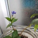 Vinca minorBlomst