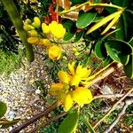 Senna bicapsularis Flower