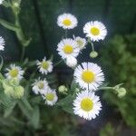 Erigeron strigosusFleur