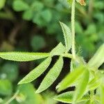 Anthyllis circinnata 葉