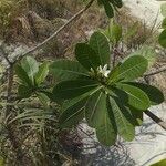 Plumeria obtusa Лист