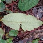 Psorospermum febrifugum Blatt