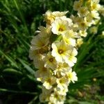 Sisyrinchium striatum Flower