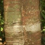 Inga nouragensis Kabuk
