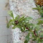 Amaranthus blitoides Folla