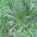 Sabal minor Leaf