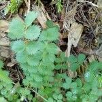 Sanguisorba minorList