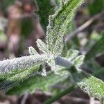 Sideritis hyssopifolia Corteza