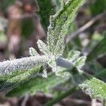 Sideritis hyssopifolia Bark