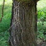 Larix gmelinii Cortiza