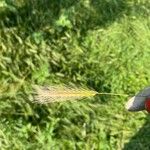 Hordeum secalinum Leaf