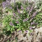 Salvia officinalis ശീലം