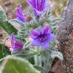 Echium creticumBlüte