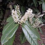 Prunus laurocerasus Flower