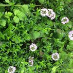 Thymus longicaulis Natur