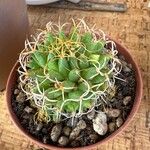 Mammillaria camptotricha curlispina cv. Marnier-lapostolle葉