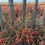 Ephedra distachya Fruitua