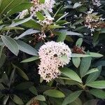 Acokanthera oblongifolia Λουλούδι
