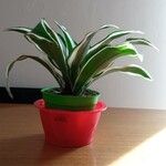 Dracaena fragrans Folha